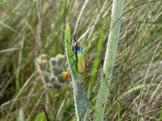 Jordanita-chloros_самец_2